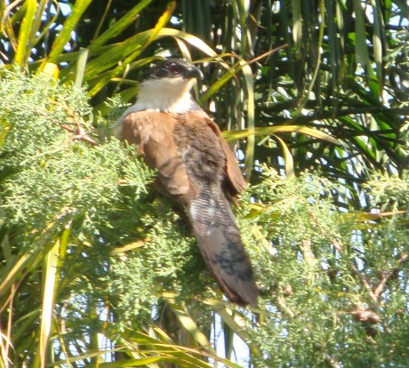 Burchell's Coucal enjoying a sunny spot.