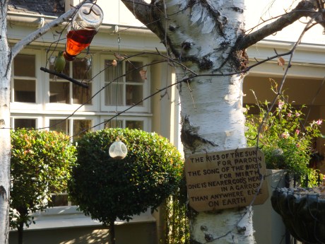 Little White Eye enjoying afternoon (Rooibos) tea.  They have a very effective 'queuing' system.