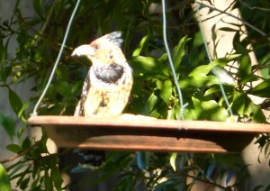 Crested Barbet looking for lunch.