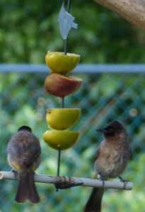 Bulbuls sharing a fruit salad.