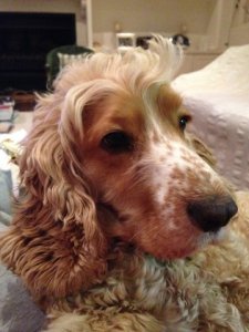 Daisy can actually mimic a Rottweiler.