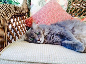 Monty on his favourite chair.