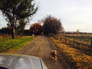 Homeward B Kuil Daisy