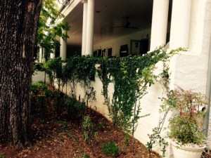 Windmill House Veranda