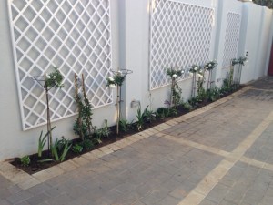 Standard Iceberg Roses, Jasmine and Agapanthus in the narrow bed on the west side of the driveway.