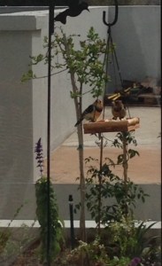 First Crested Barbets to visit.