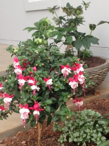 Standard fuschia next to the front step to the house.