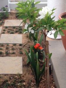 The first clivia and first (white) azalea flowering in front of the office.