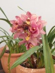 Garden office pink cymbid