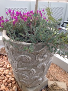 Planters around the office.