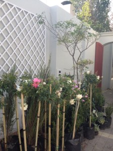 Plants waiting in line.