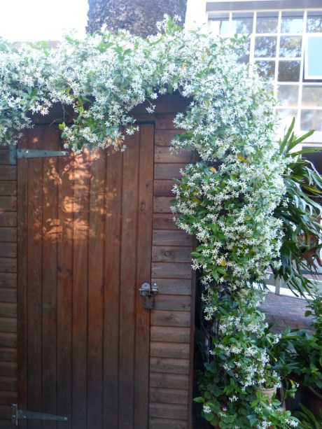 Garden shed in Bridal gear